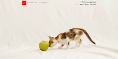 株式会社クレイブ