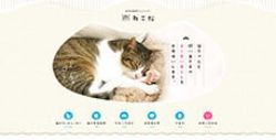  松戸市の猫専門ペットシッター「ねこ松」 